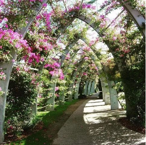 Southbank Brisbane Arbor