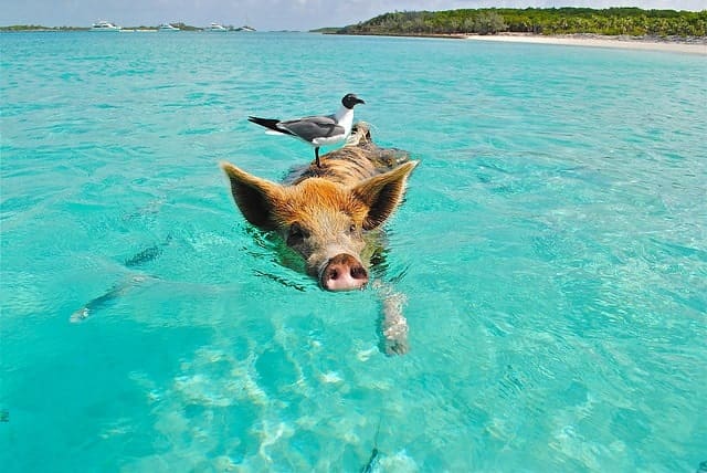 Bahamas Family Vacation Tips