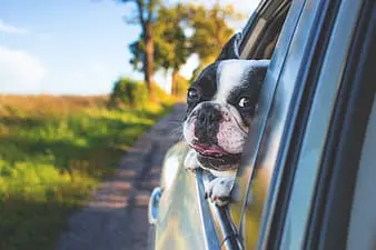 Pet Travel Tips