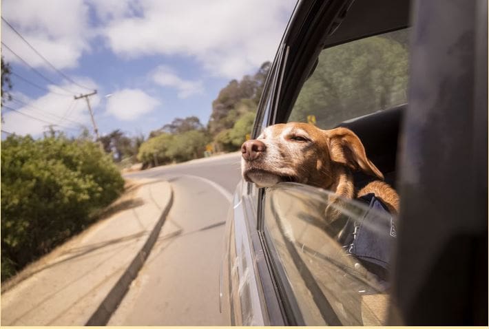 Dog Travel Tips