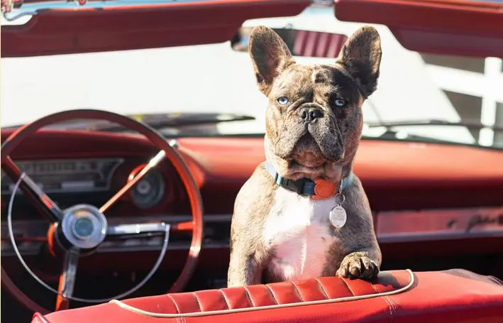 Dog in Car Travel Tips