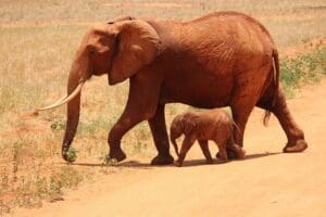Kenya Travel Tips