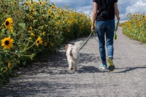 Dog Walking in Nantucket