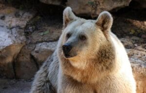 Bears in Alaska