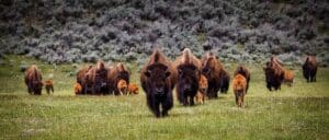 Yellowstone National Park