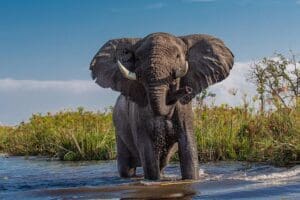 African Safari Tips