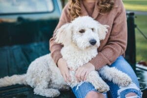 Emotional Support Animals