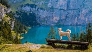 Dog-Friendly Travel Tips