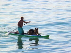 Dog Friendly Beaches