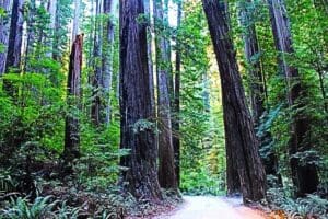 California Hiking Tips