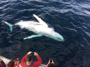 Hawaii Whale Watching