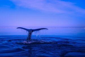 California Whale Watching