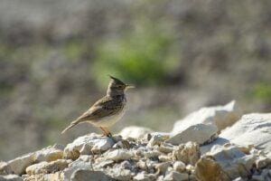 Bird Watching Israel