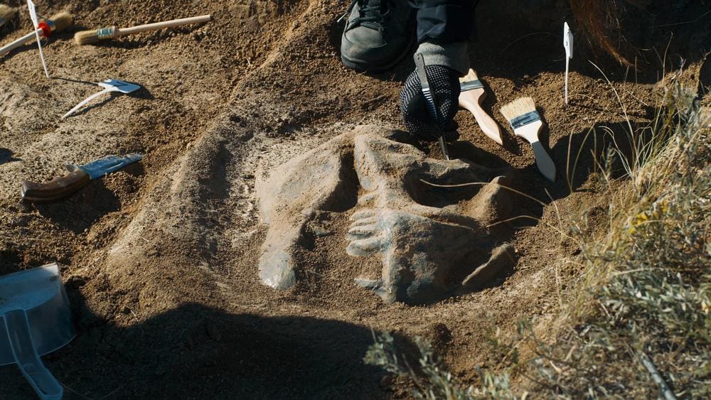 Dinosaur Digs in USA