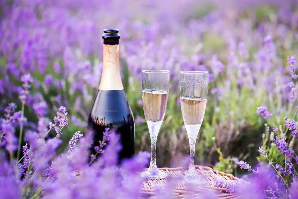 World's Most Beautiful Lavender Fields