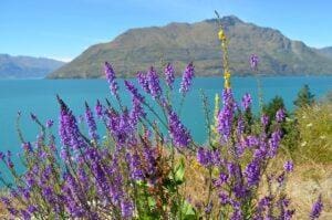 Wanaka Lavender Fields New Zealand