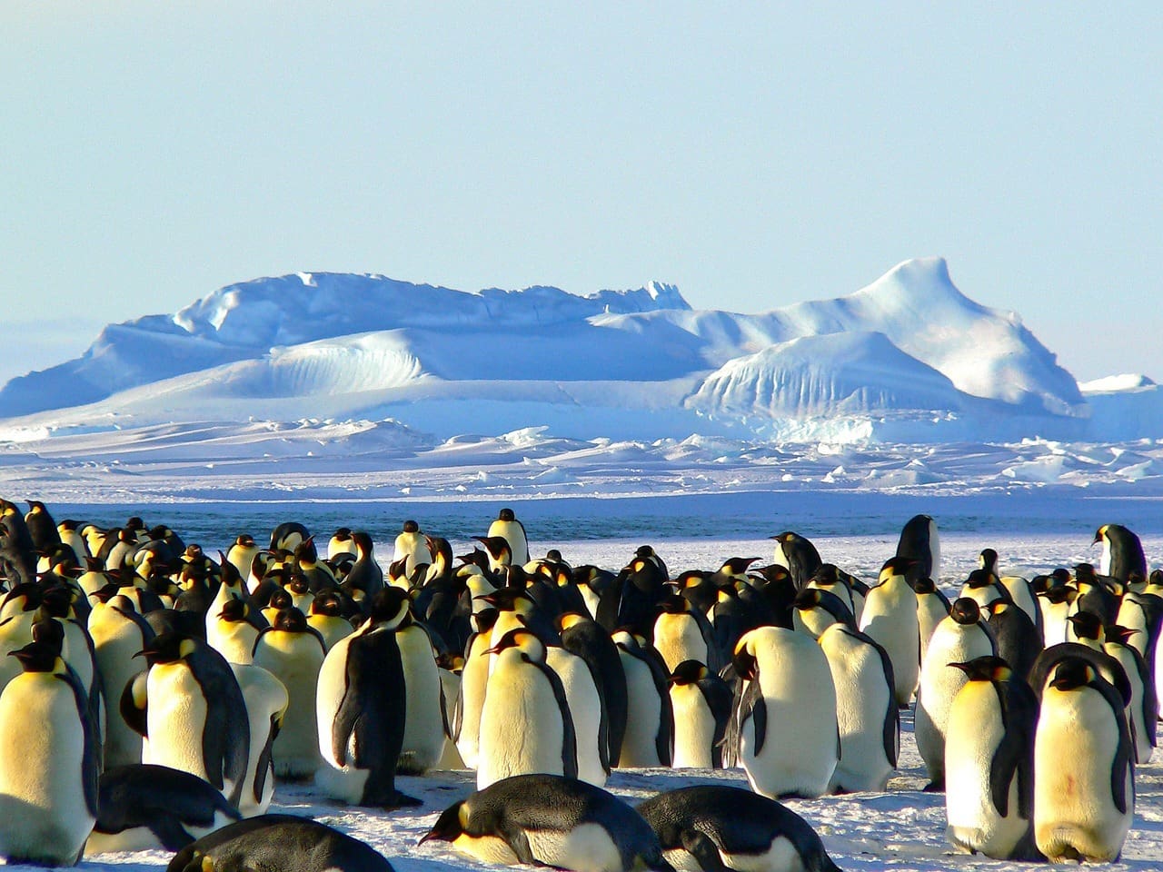 Antarctica Cruise tips