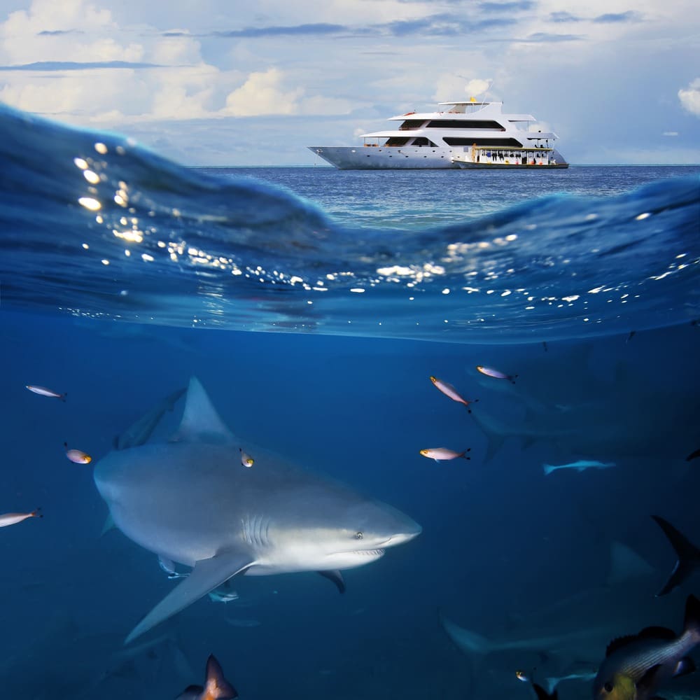 Fiji Cruise Vacations