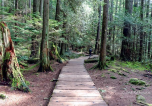 Lynn Park Vancouver