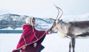 Raindeer Tour Tormso Norway