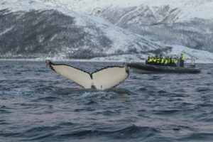 Whale Watching Norway