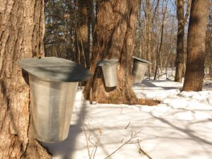 Tapping Maple Trees