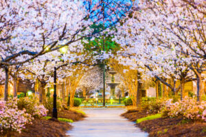 Macon Georgia Cherry Blossoms