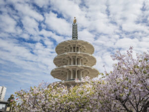 San Francisco Cherry Blossoms