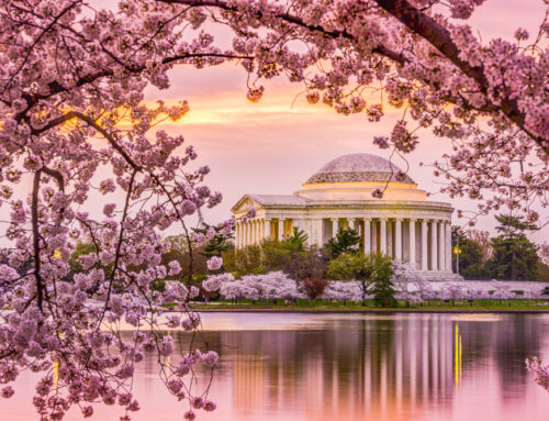 Top Must-See Cherry Blossom Blooms in America That Rival Sakura in Japan